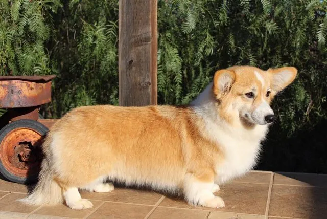 Lông bé Corgi màu nâu trắng được đánh xù lên trông rất dễ thương