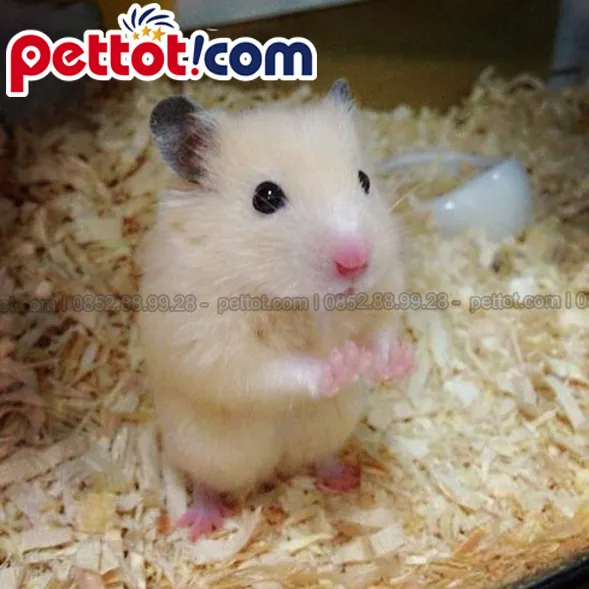 Lồng chuột Hamster Bear