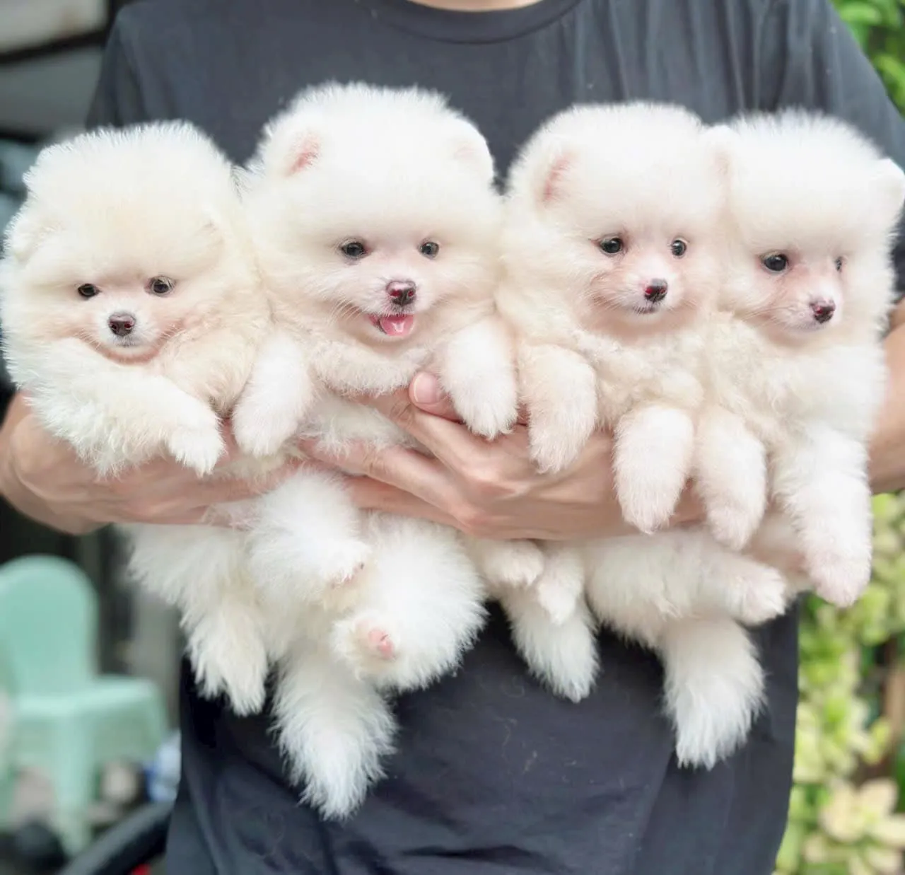 Lồng nuôi chó cảnh tại một pet shop, tương phản với thú cưng nhỏ