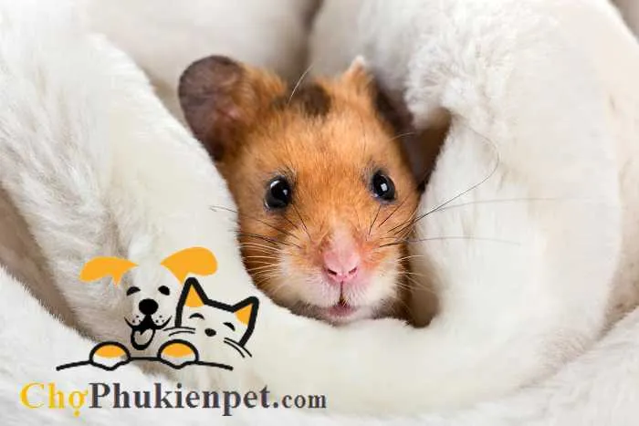 Lồng nuôi hamster được đặt ở vị trí yên tĩnh, một trong những phụ kiện nuôi chuột hamster quan trọng.