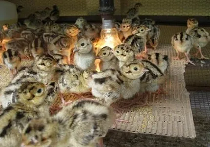 Lồng úm và hệ thống sưởi ấm thiết yếu cho cách nuôi chim cút non thành công