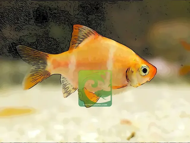 Lựa chọn bạn bè và quản lý tính hung hăng của cá tứ vân khi nuôi theo đàn