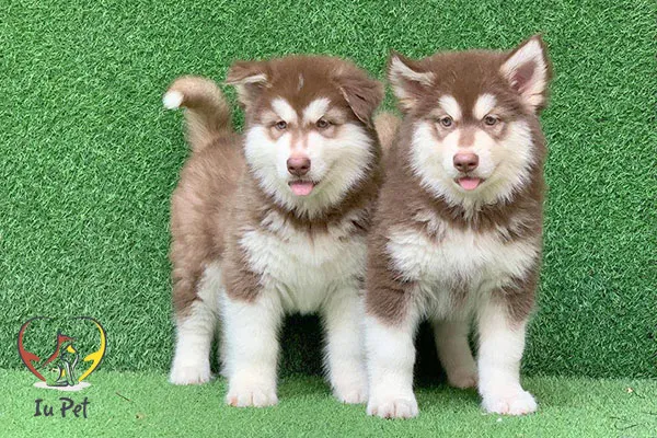 Lựa chọn chó Alaska đực giống thuần chủng có giấy tờ rõ ràng