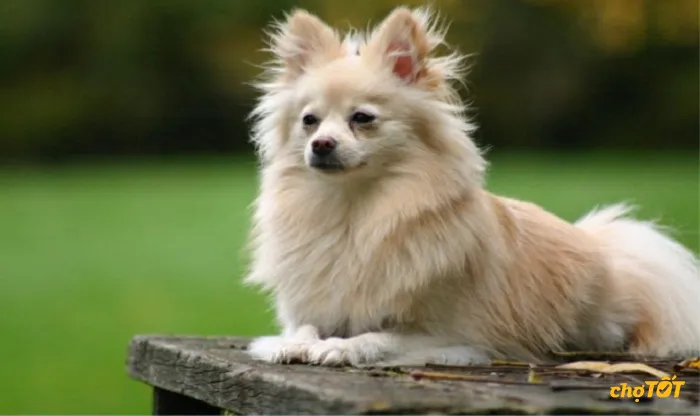 Lựa chọn chó Nhật lai Phốc con khỏe mạnh từ nguồn gốc rõ ràng