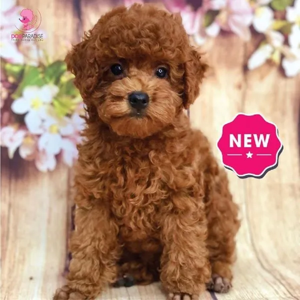 Lựa chọn chó Poodle thuần chủng, có gia phả rõ ràng trước khi quyết định phối giống
