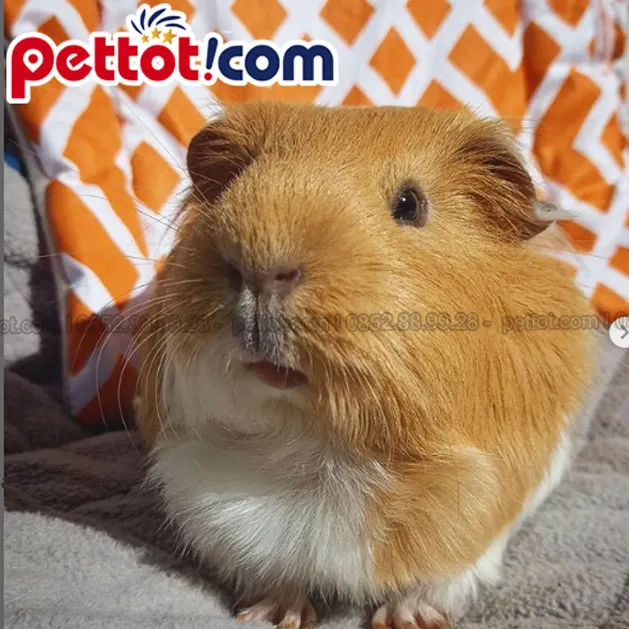 Lựa chọn địa chỉ mua giống chuột lang uy tín để đảm bảo chất lượng vật nuôi.