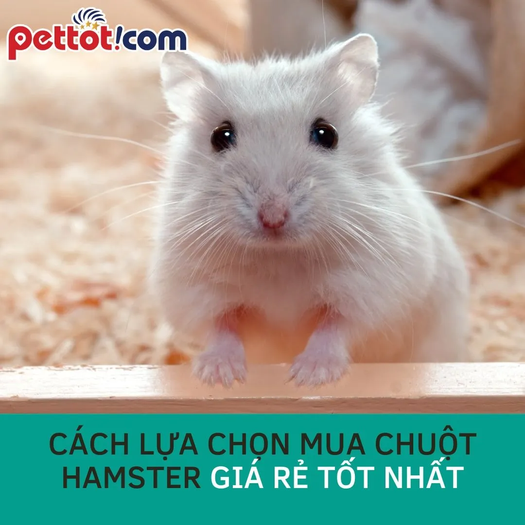 Lựa chọn hamster có nguồn gốc uy tín và kiểm tra sức khỏe trước khi mua