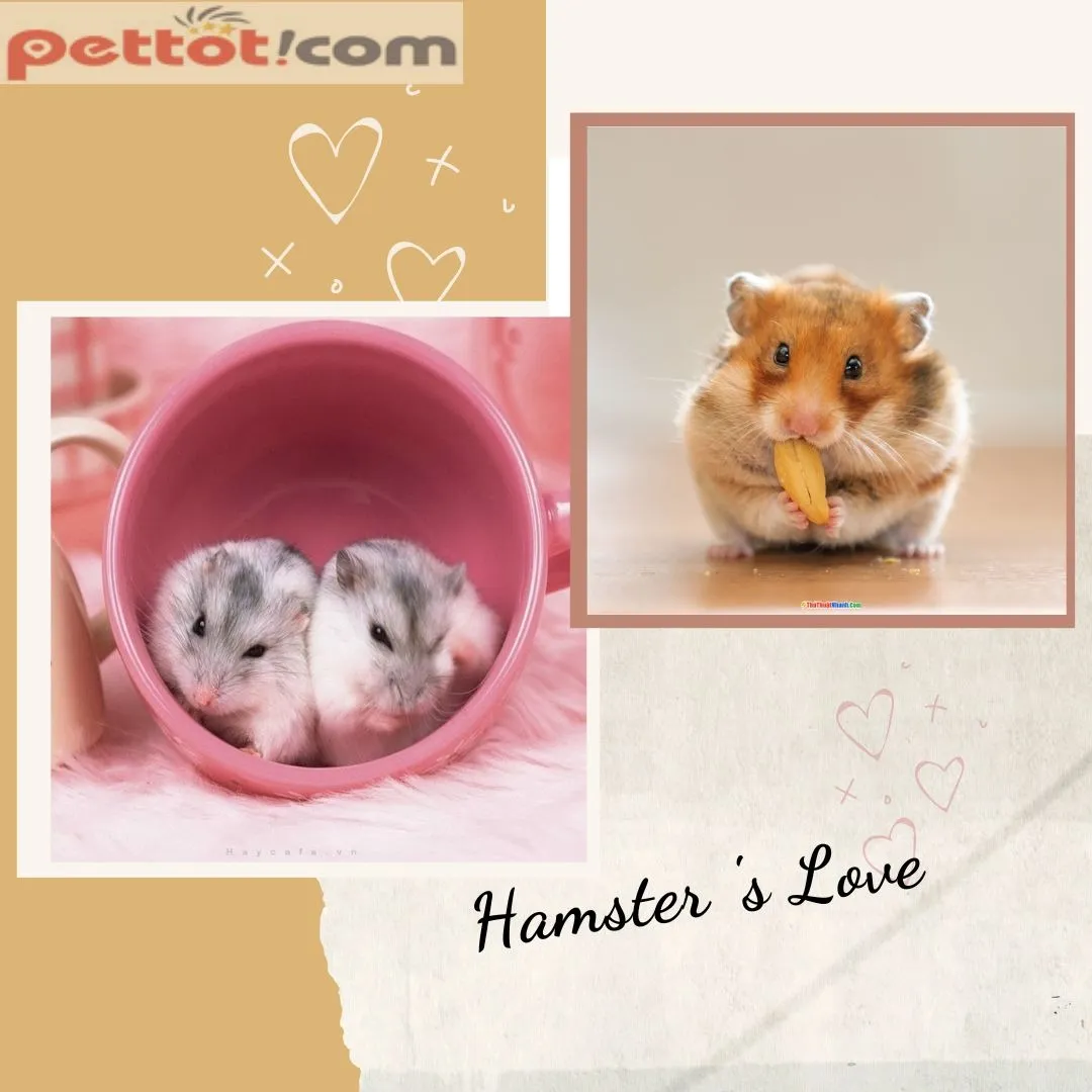 Lựa chọn mua chuột hamster online an toàn tại các cửa hàng thú cưng chuyên nghiệp.