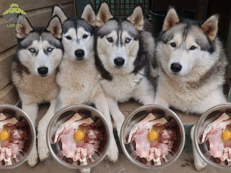 Lựa chọn thức ăn khô dạng hạt tốt nhất cho khẩu phần ăn chó Alaska