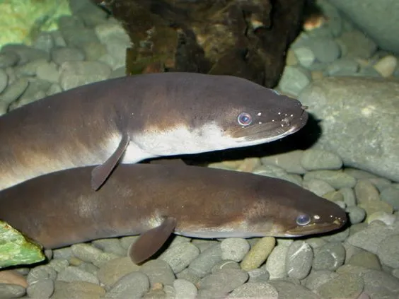 Cách Nuôi Lươn Có Bùn Đạt Năng Suất Và Lợi Nhuận Bền Vững