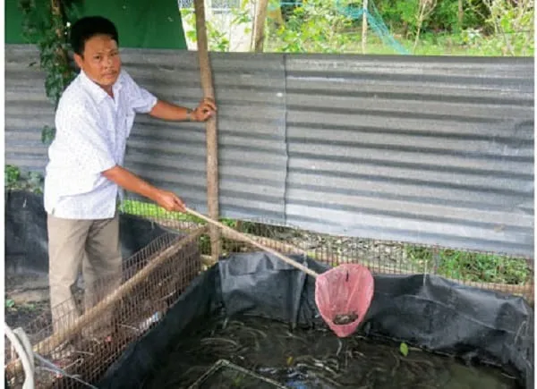 Lươn giống khỏe mạnh trước khi thả vào bể nuôi