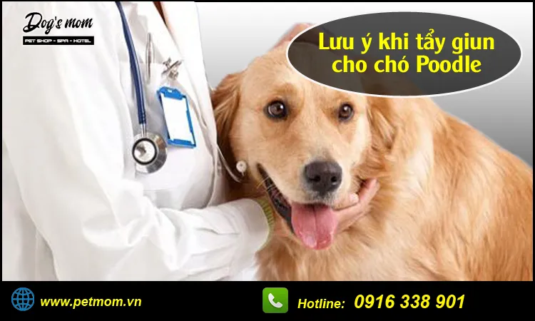 Lưu ý cần thiết khi thực hiện quá trình tẩy giun cho chó Poodle