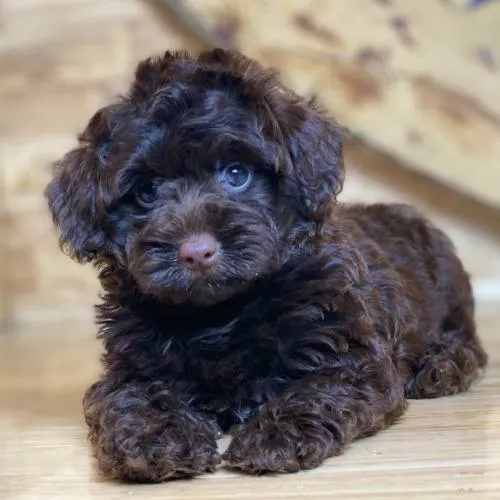 Lưu ý khi mua chó Poodle con