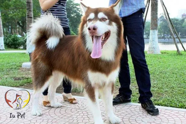 Lưu ý không để chó phối giống bừa bãi để đảm bảo chất lượng đàn con