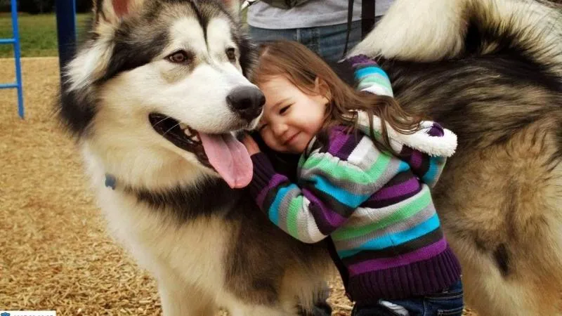 Lưu ý quan trọng khi nuôi chó Alaska: Kiểm soát nhiệt độ và cho vận động thường xuyên