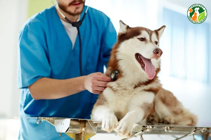 Lưu ý về chế độ chăm sóc sức khỏe và phòng bệnh xương khớp cho chó Alaska và Husky