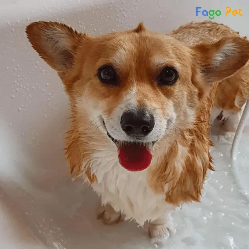 Lưu ý về tần suất và nhiệt độ khi sử dụng sữa tắm cho Corgi