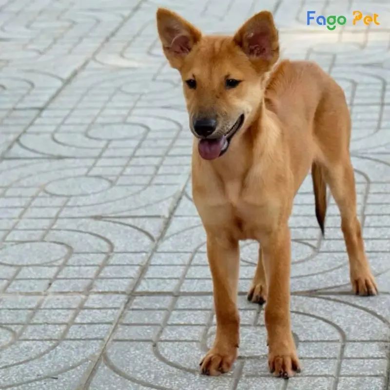 Luyện tập lệnh Đứng khi chó Phú Quốc con đang ngồi hoặc nằm