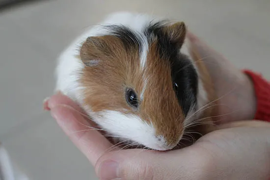 Lý do cần phân biệt chuột lang đực và cái