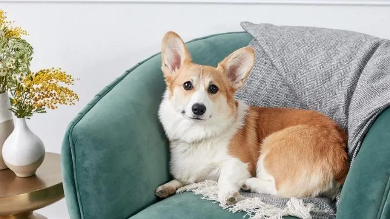 Lý do nên nuôi Corgi: Đồng hành cùng gia đình và trẻ nhỏ