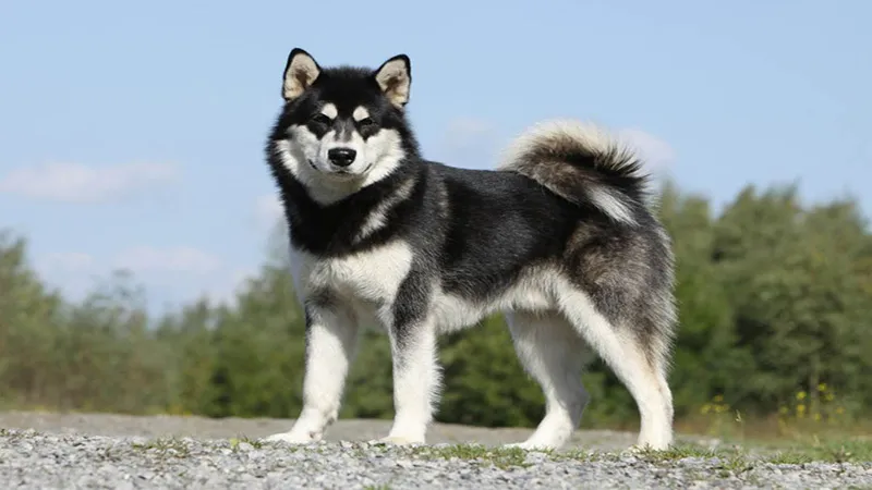Malamute cổ xưa có nguồn gốc từ chó sói tuyết hoang được thuần hóa