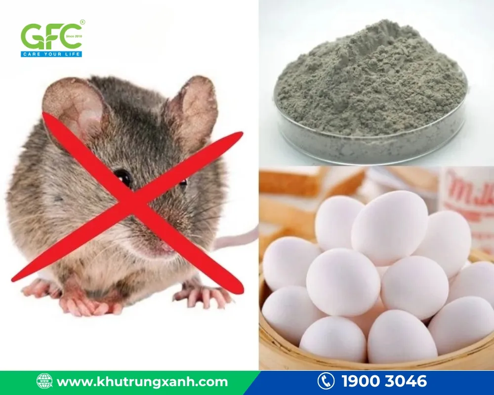 Mật ong và trứng gà sẽ là hai thành phần chủ chốt giúp thu hút chuột bởi mùi hương hấp dẫn, từ đó khiến chuột ăn bả và chết