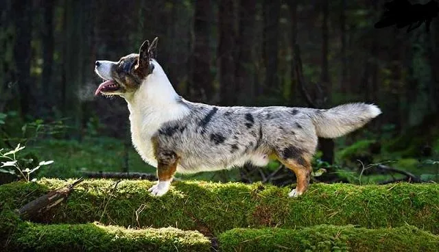 Màu lông Corgi nâu đỏ trắng là phổ biến nhất ở TPHCM