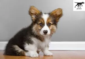 màu sắc của chó Corgi