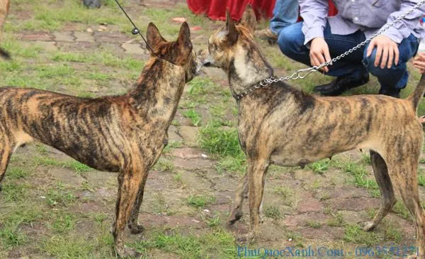 Màu vàng lửa pha đen được ưa chuộng nhất của giống chó Phú Quốc