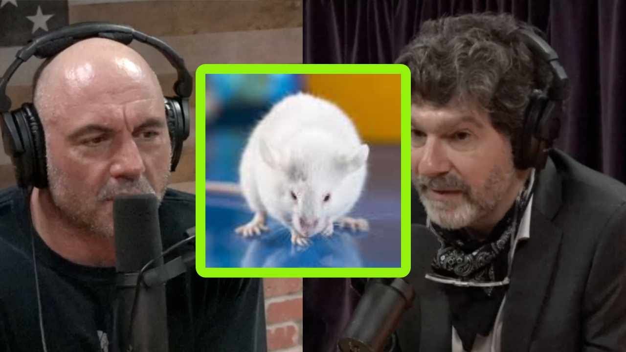 Chuột Bạch Là Gì? Tổng Quan Chuyên Sâu Về Mô Hình Nghiên Cứu Y Sinh Học