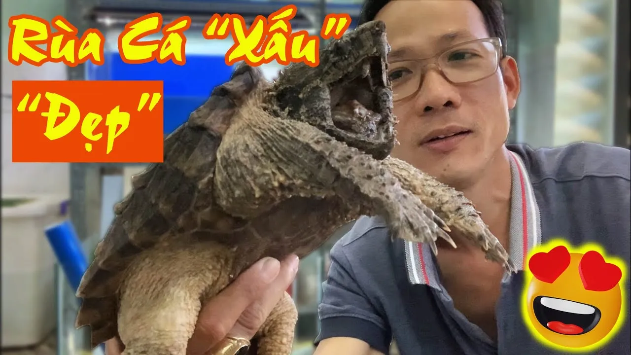 Cách Nuôi Rùa Alligator Snapping Turtle Khoẻ Mạnh Và An Toàn