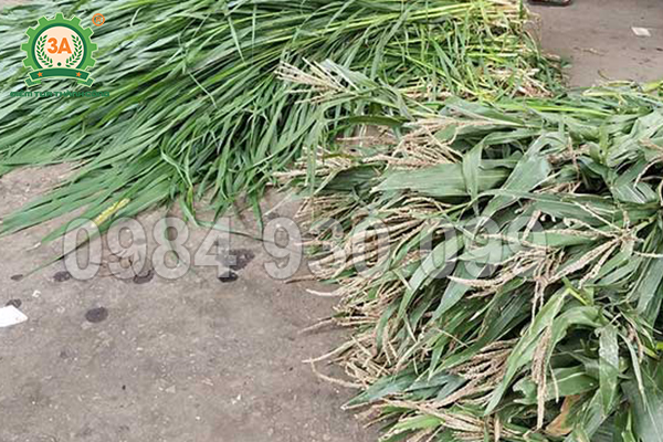 Cách Làm Bẫy Chuột Cống Chuyên Nghiệp: Hướng Dẫn Chi Tiết A-Z Và Kỹ Thuật Tối Ưu