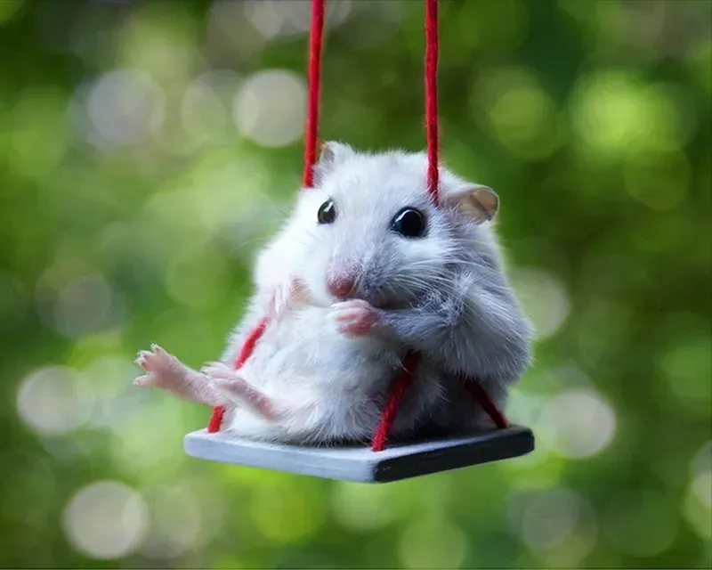 Meme ảnh chuột hamster bựa, khuôn mặt biểu cảm ngáo ngơ và hài hước không thể nhịn cười.