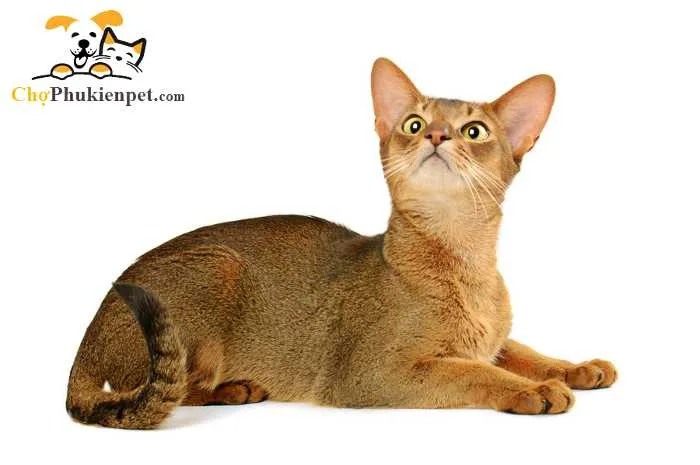 Địa điểm mua mèo Abyssinian chất lượng cao thường là các trại giống uy tín