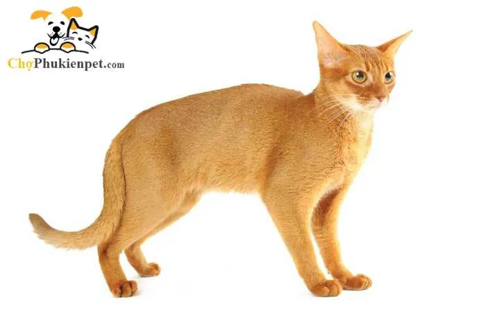 Nuôi mèo Abyssinian cần chăm sóc và tình yêu thương đặc biệt từ chủ nhân