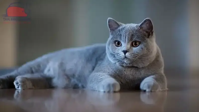 Cách chăm sóc mèo Aln tại nhà hiệu quả để giữ bộ lông luôn mượt mà