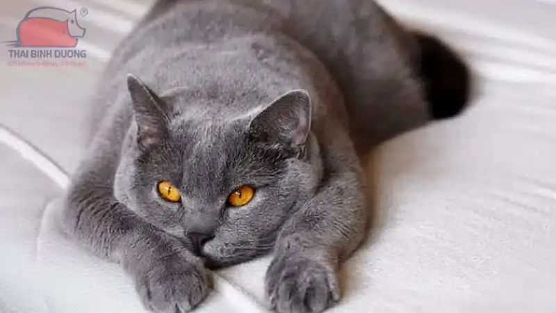 Màu lông phổ biến của mèo Anh lông ngắn từ xám xanh đến lilac