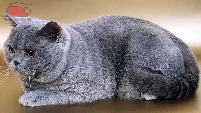 Tính cách hiền lành của mèo Aln thuần chủng và cách chúng tương tác