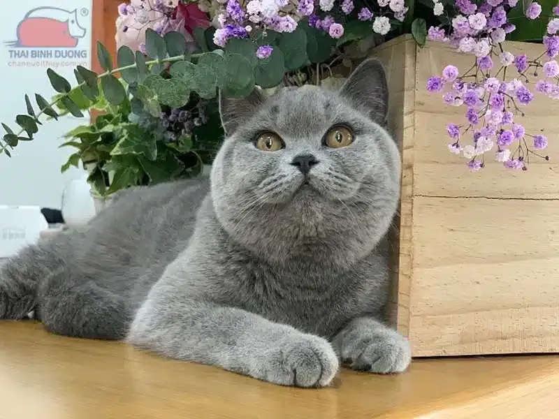 Mèo Aln là mèo gì và đặc điểm nhận dạng của giống mèo Anh lông ngắn