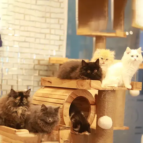 Đàn mèo anh lông dài con đủ màu sắc cực kỳ đáng yêu