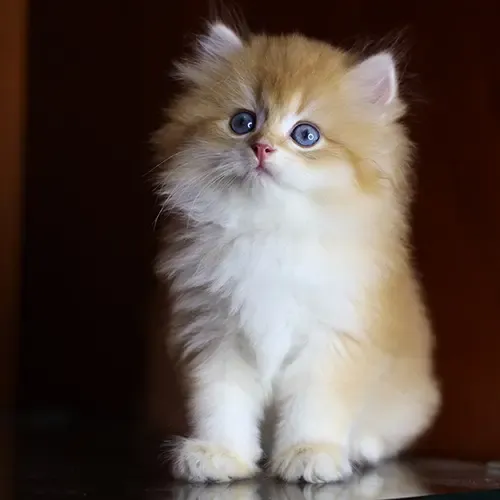 Mèo anh lông dài con màu Golden Bicolor với bộ lông sang trọng