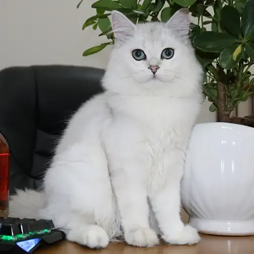 Mèo anh lông dài con màu Silver 10 tháng tuổi đang trưởng thành