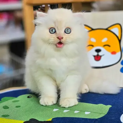 Vẻ mặt đáng yêu của mèo anh lông dài con màu trắng kem