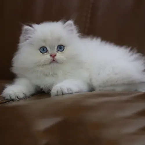 Bé mèo anh lông dài con trắng mắt xanh 2 tháng tuổi cực đẹp