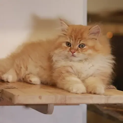 Mèo anh lông dài con vàng cam Red Tabby nằm thư giãn trên kệ