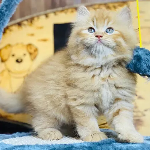 Hình ảnh mèo anh lông dài con màu vàng Red Tabby mắt xanh