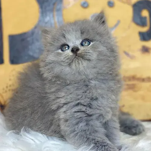 Mô tả mèo anh lông dài con màu xám xanh 2 tháng tuổi lông dày