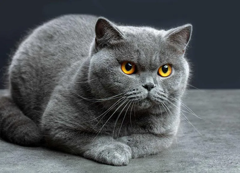 Kinh Nghiệm Nuôi Mèo Anh Lông Ngắn Toàn Diện Tại Việt Nam