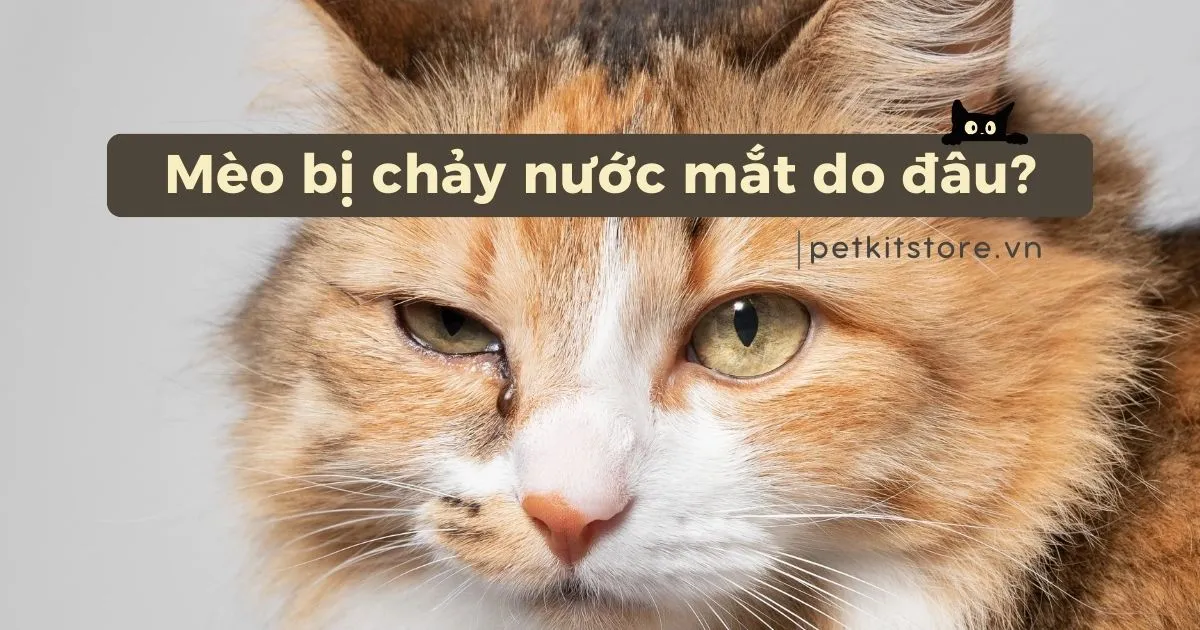 Mắt Mèo Bị Chảy Ghèn: Nguyên Nhân Và Cách Điều Trị Hiệu Quả
