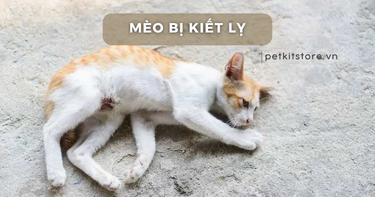 Cách Chữa Chó Bị Đường Ruột: Hướng Dẫn Chi Tiết Từ A-Z